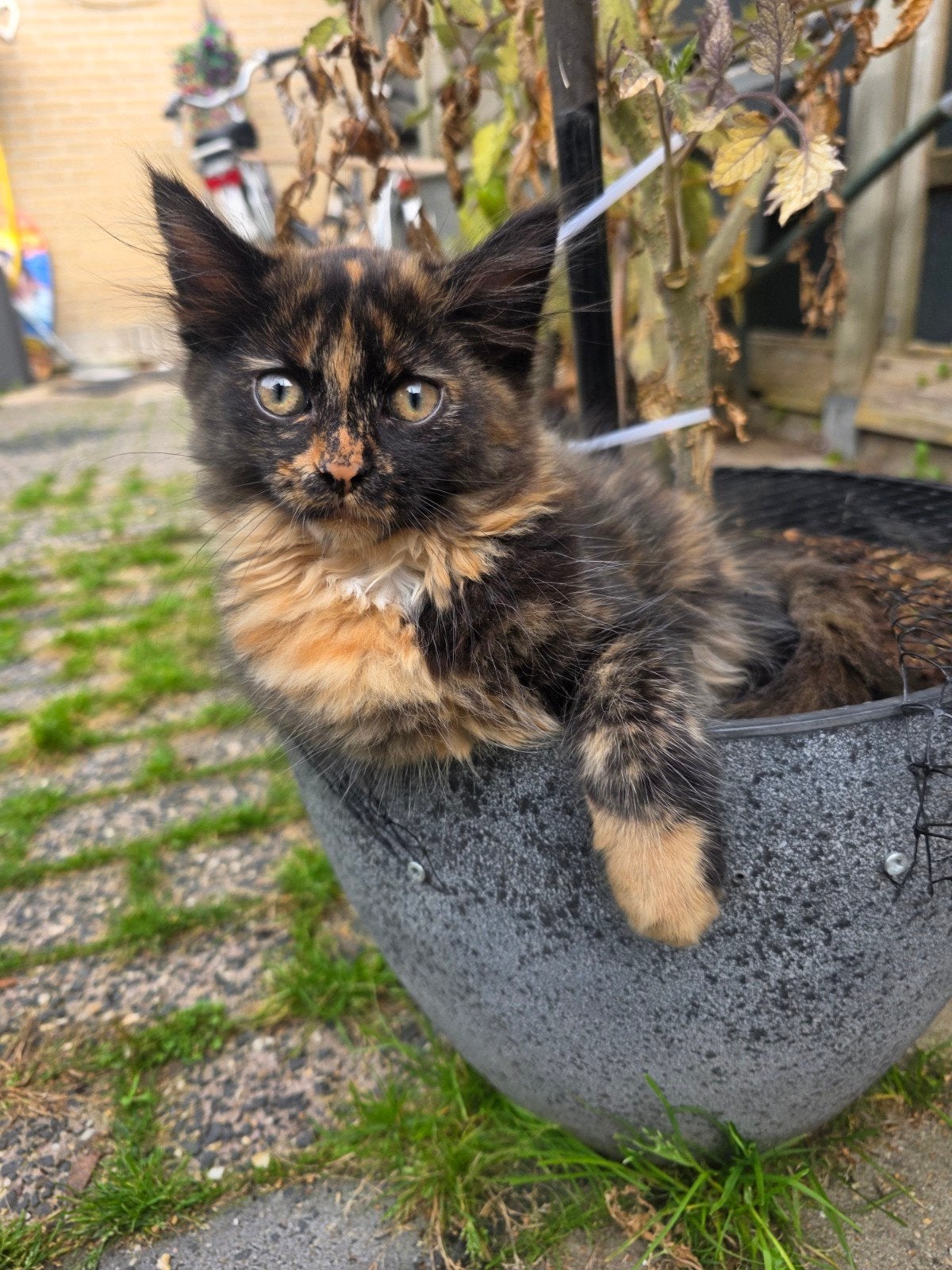 nog 3 super sociale maine coons die direct mogen verhuizen, Dieren en Toebehoren, Meerdere dieren, Gechipt, 0 tot 2 jaar