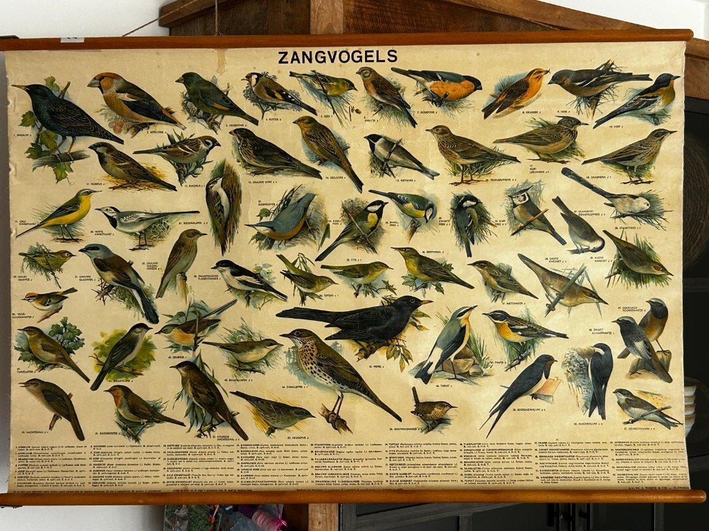 Zangvogels, Antiek en Kunst, Antiek | Schoolplaten, Ophalen of Verzenden, Natuur en Biologie