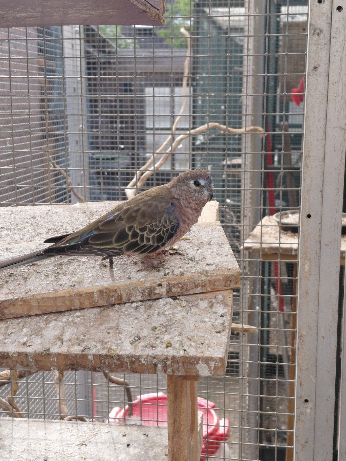koppel bourkes, Dieren en Toebehoren, Meerdere dieren, Parkiet