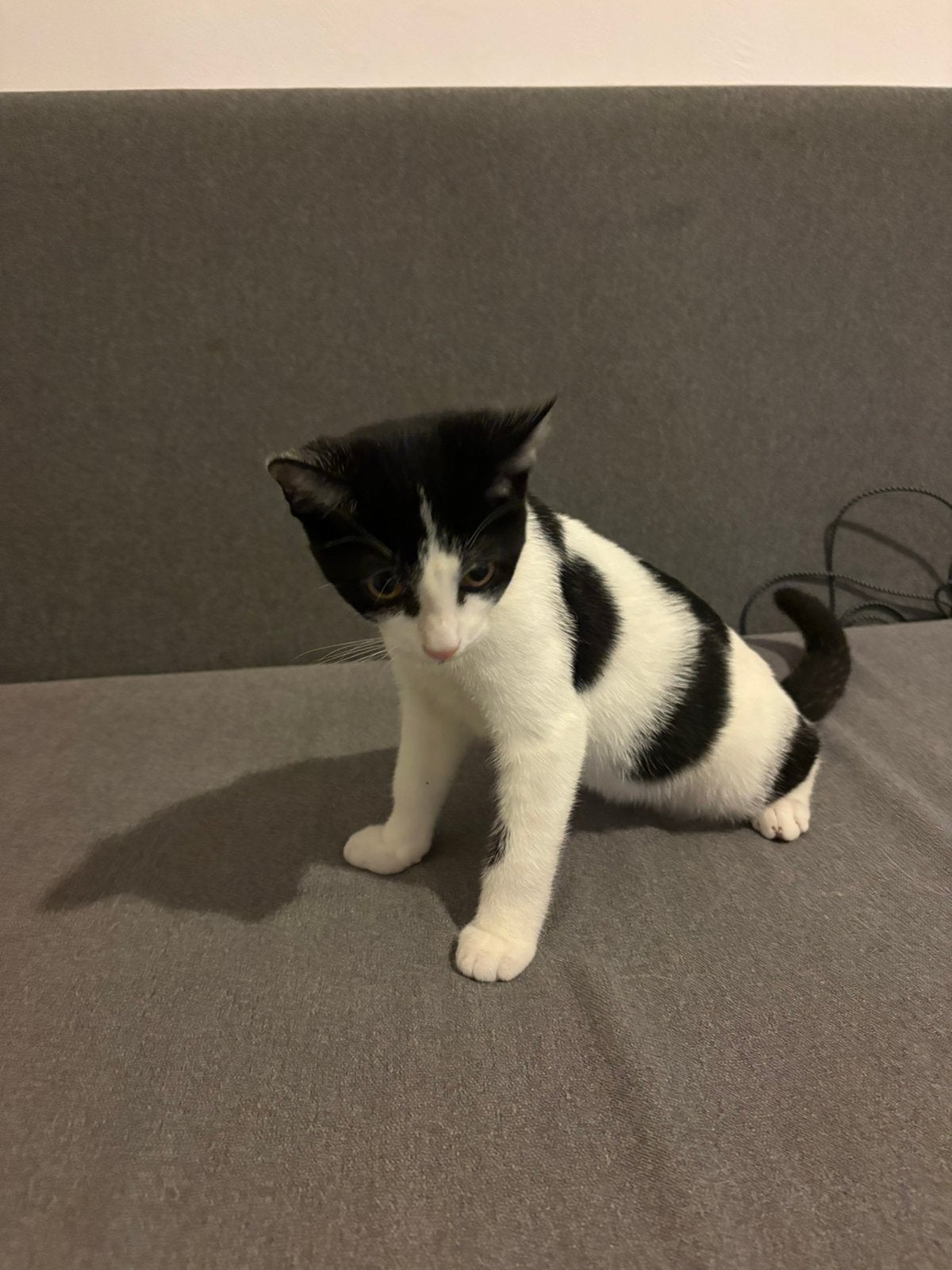 Katertje 16 weken, Dieren en Toebehoren, Kater, Kortharig, 0 tot 2 jaar