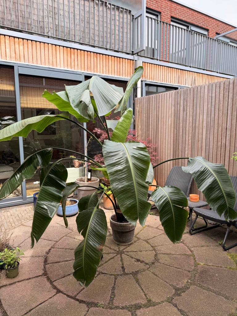 Grote Strelitzia Nicolai - 2m hoog, 1m breed, Ophalen, Bloeit niet, Overige soorten
