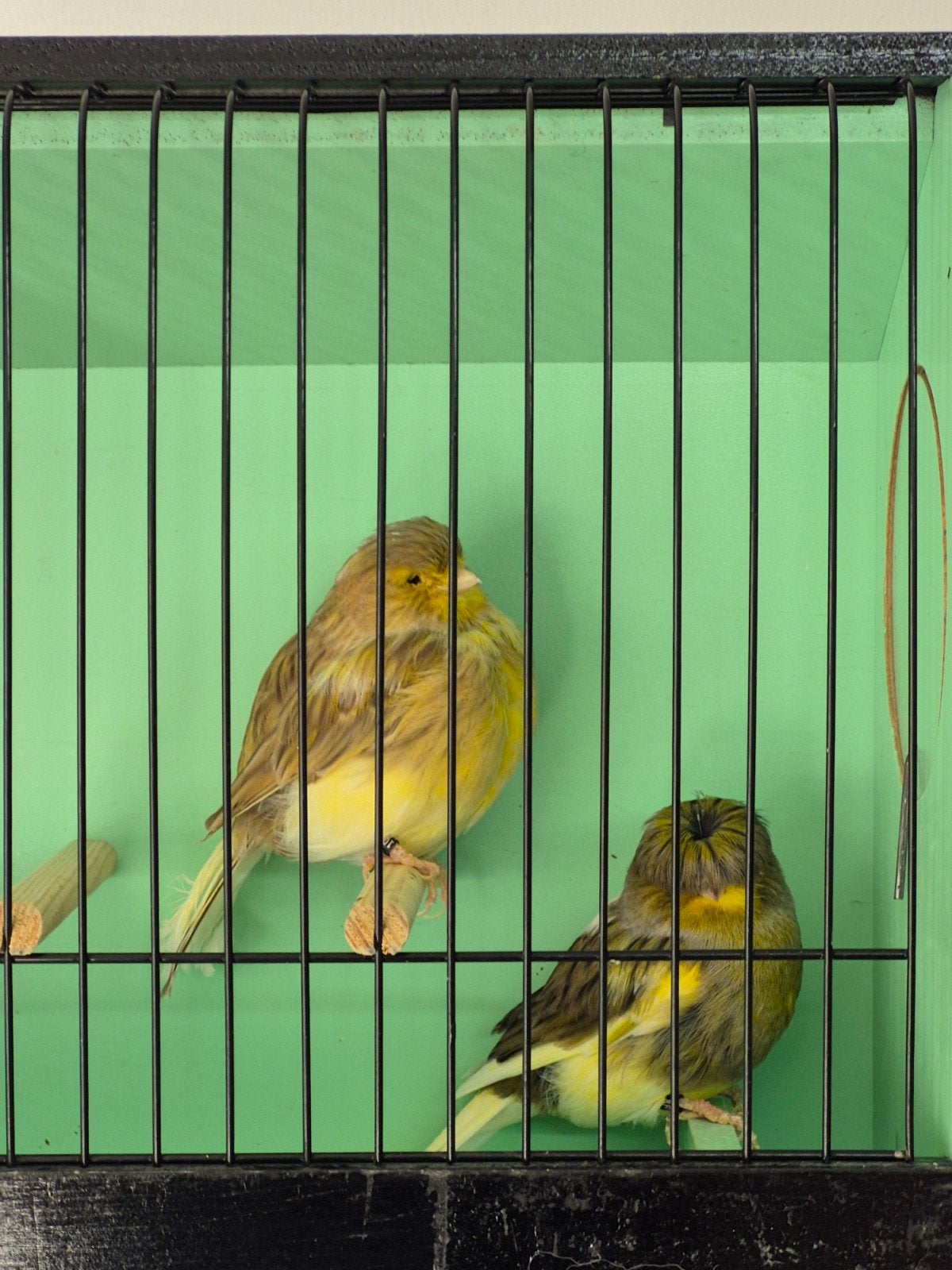 Koppel Glosters, Meerdere dieren, Postuurkanarie