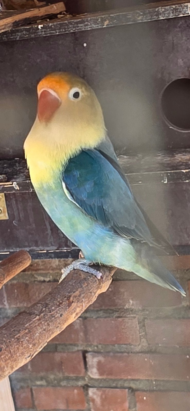 agapornis fischerie pop niet tam 6 maanden, Dieren en Toebehoren, Vrouwelijk, Dwergpapegaai of Agapornis, Tam