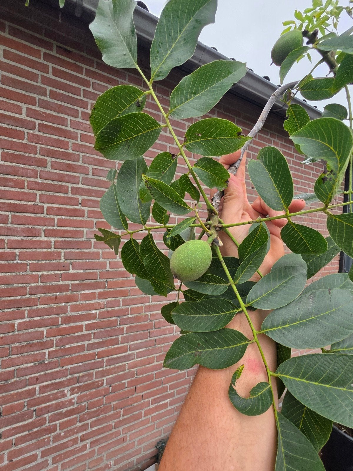 notenbomen uit pot, Tuin en Terras, Ophalen of Verzenden, Volle zon, Overige soorten