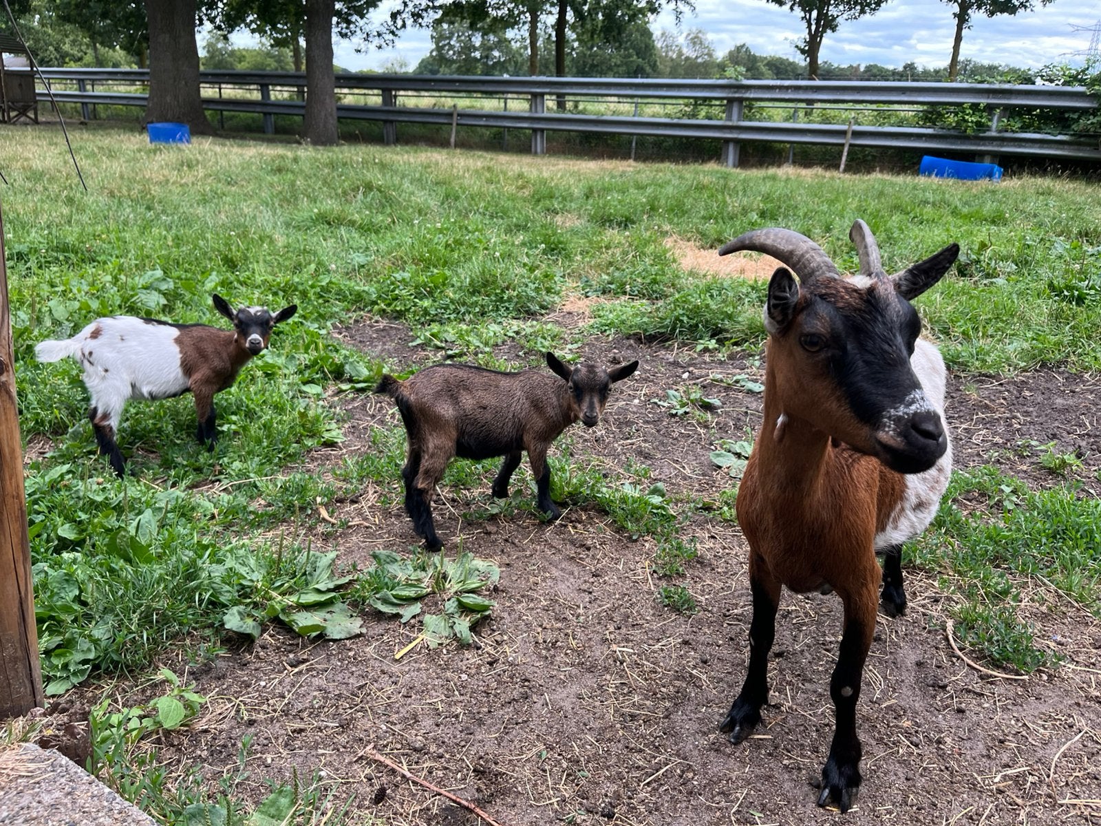 Dwerggeit met lammetjes, Dieren en Toebehoren, Vrouwelijk, Geit, 0 tot 2 jaar
