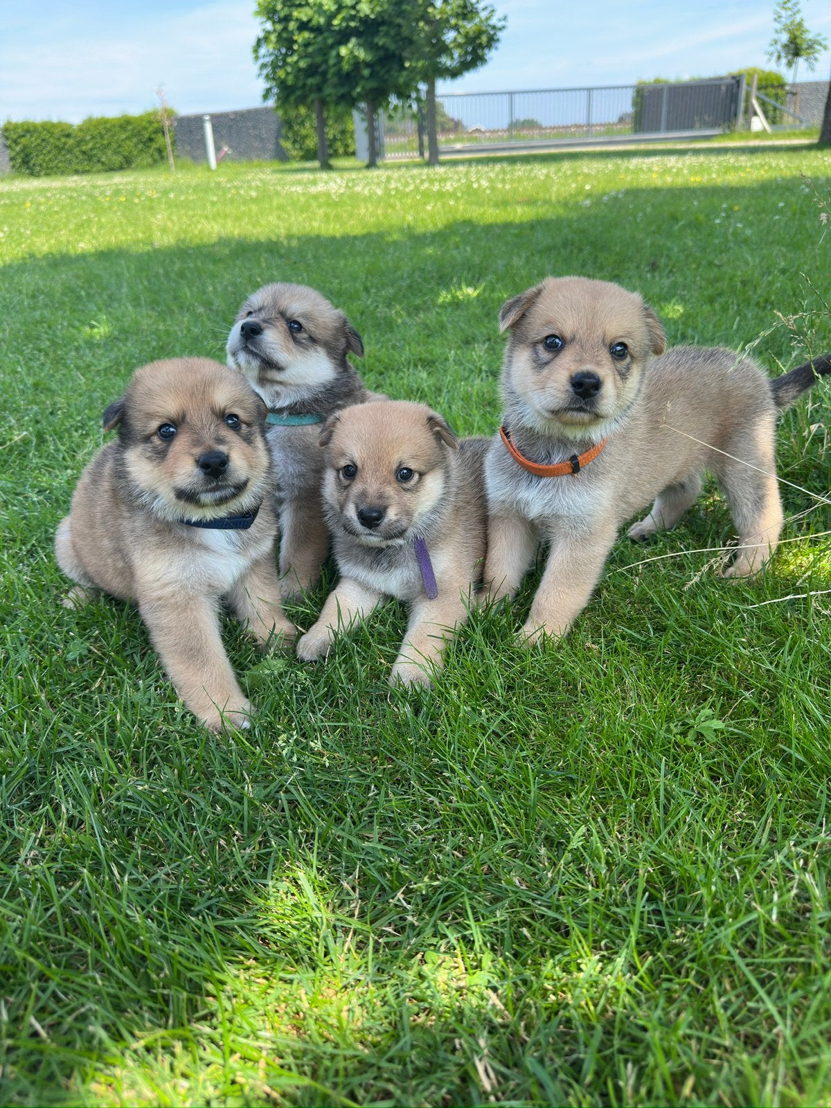 Puppy’s Eurasiër / Herdermix kruising, Parvo, Overige rassen, 8 tot 15 weken, Meerdere