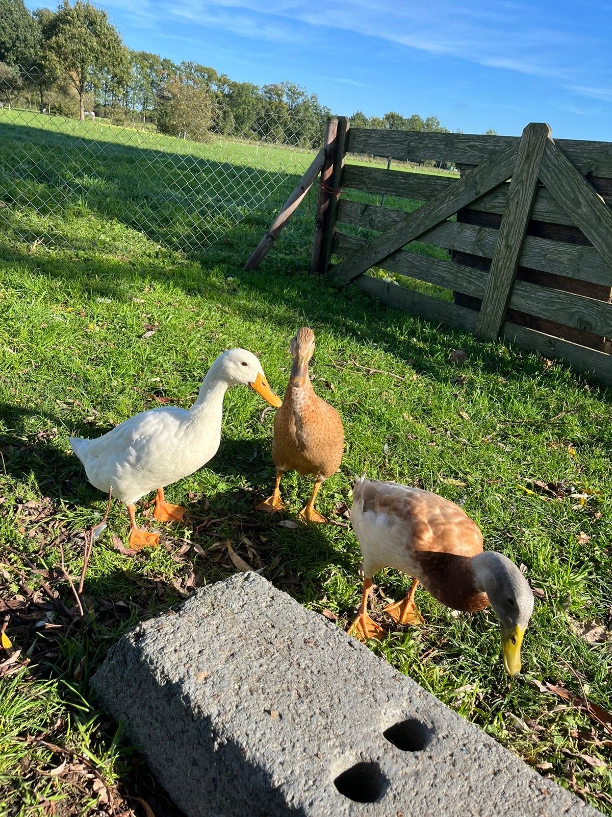 3 mooie loopeenden, Meerdere dieren, Eend