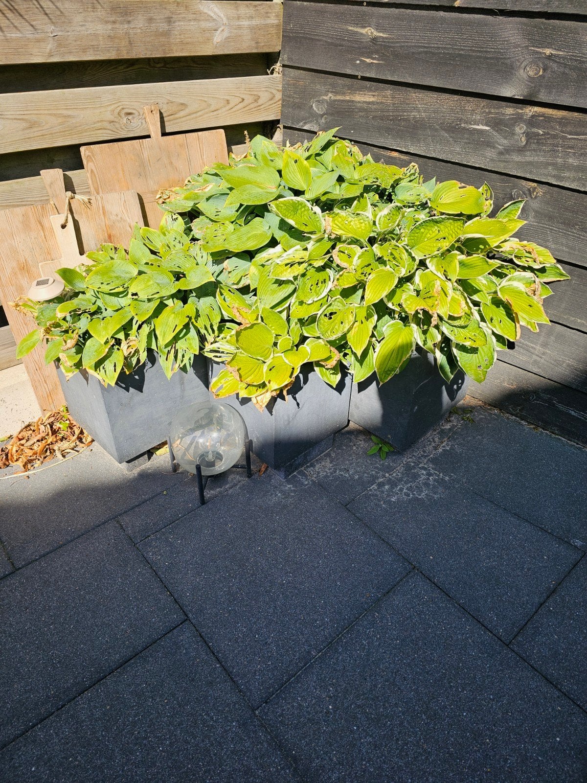 Hosta's in antraciet bakken, Vaste plant, Halfschaduw, Zomer, Ophalen