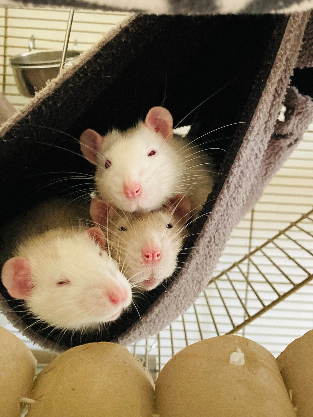 6 mannelojke ratjes zoeken een huisje inclusief kooi, Rat, Augustus, Mannelijk, Tam