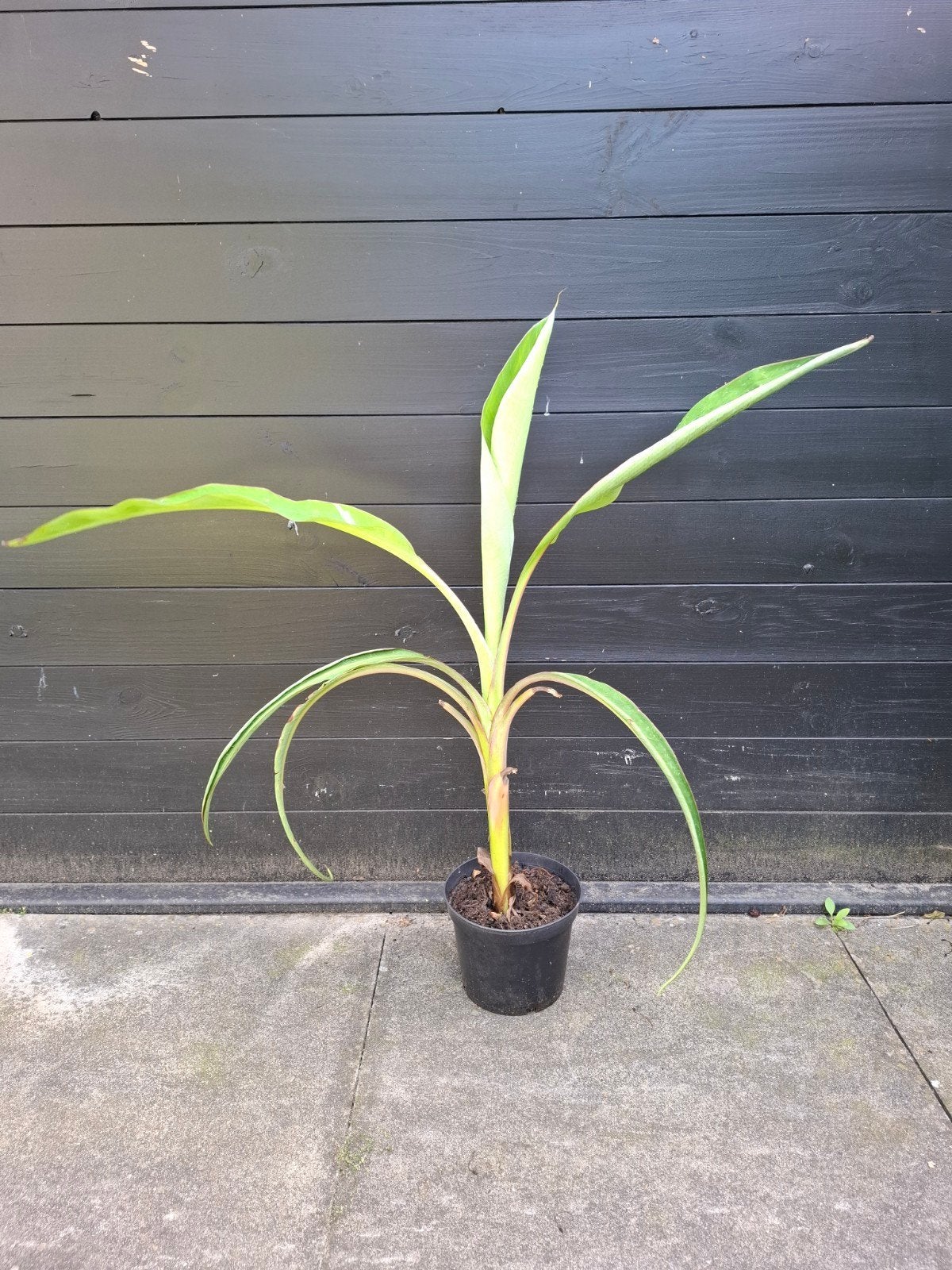 Bananenplant musa Florida variegata 80cm, Ophalen, Overige soorten, Volle zon