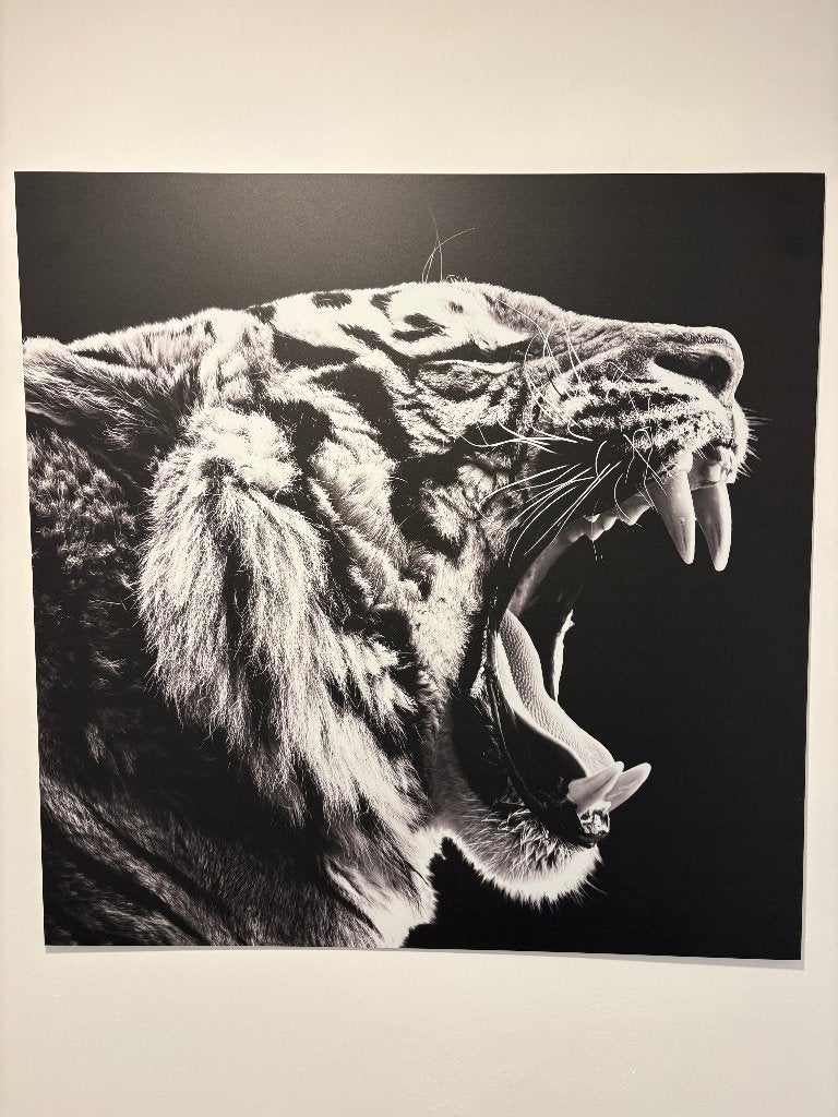 Schilderij Tijger print, 100x100,zwart wit op Dibond geprint, Ophalen