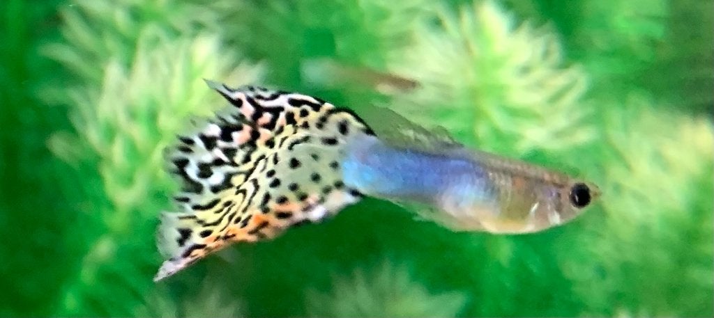 Unieke kleur guppy mannetje 3 maand oud, Vis