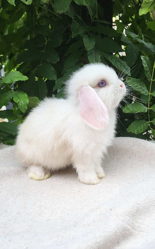 Mooie raszuivere mini lop baby voedster, Vrouwelijk, Klein, Hangoor, 0 tot 2 jaar