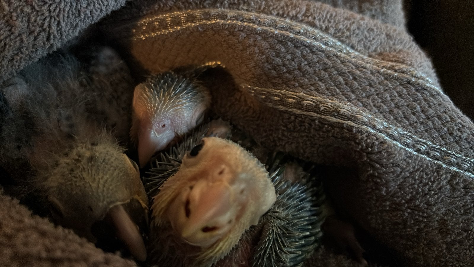 Te reserveren een tamme ara maracana, Dieren en Toebehoren, Mannelijk, Papegaai