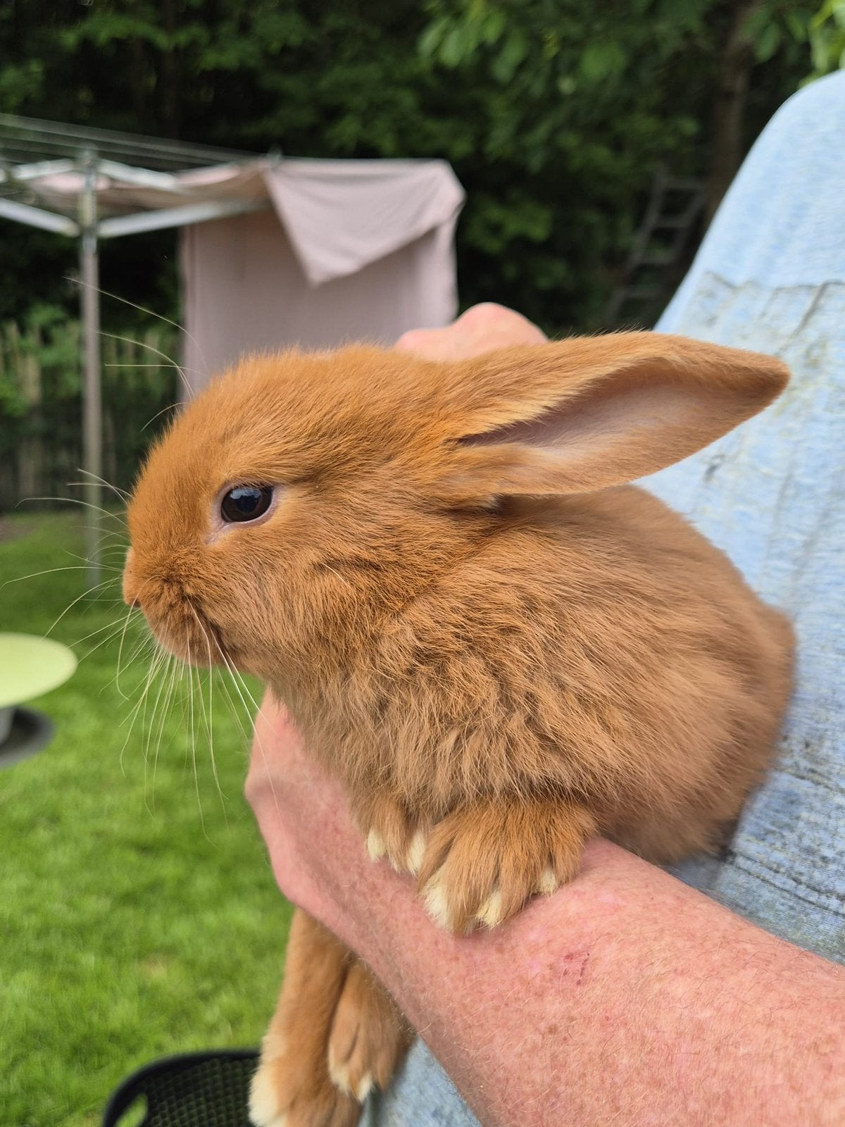 Jonge Nieuw Zeelander konijntjes, Meerdere dieren