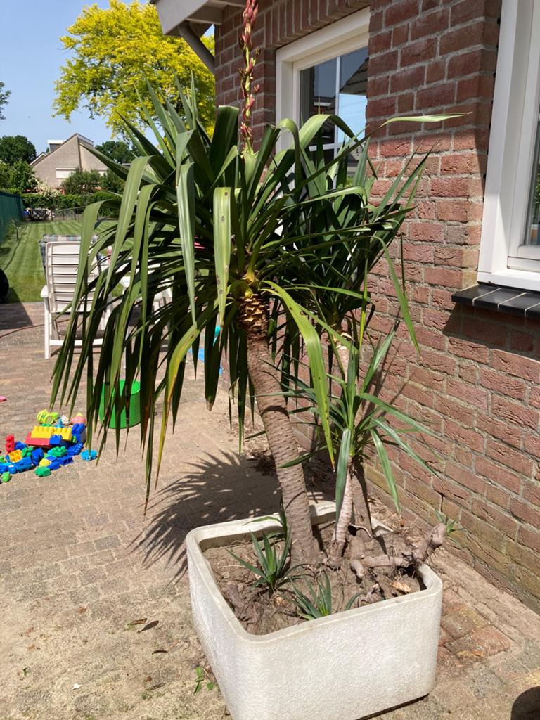 Yucca / palmlelie (gereserveerd), 100 tot 250 cm, Zomer, Palmboom, Ophalen