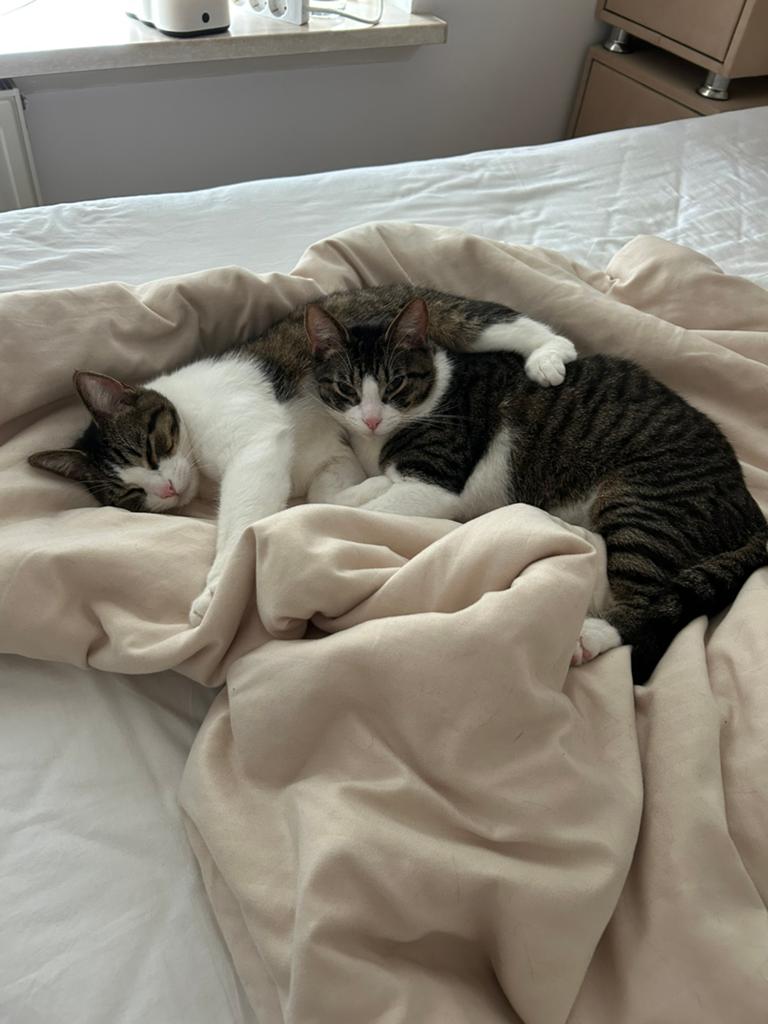 2 katten - Broers uit zelfde nest - Poopy kattenbak, Kater, Kortharig, 0 tot 2 jaar