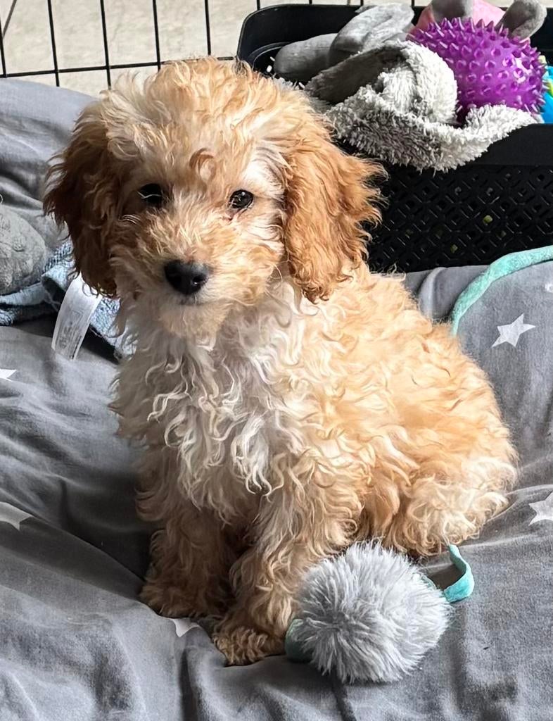 Lieve vrolijke poedel pup, Dieren en Toebehoren, Poedel, Parvo, 8 tot 15 weken, Meerdere