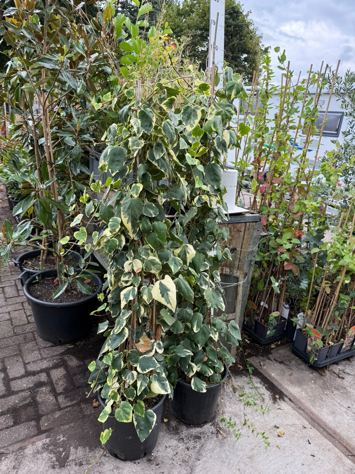 Bonte hedera soort van zuil leuk om zo neer te zetten 19,95, Ophalen, Vaste plant, Bloeit niet, Halfschaduw