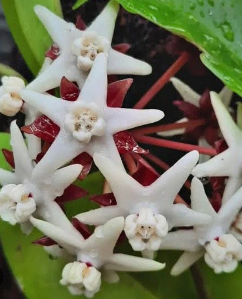 Hoya Albiflora Red - zeldzaam, Ophalen, Volle zon
