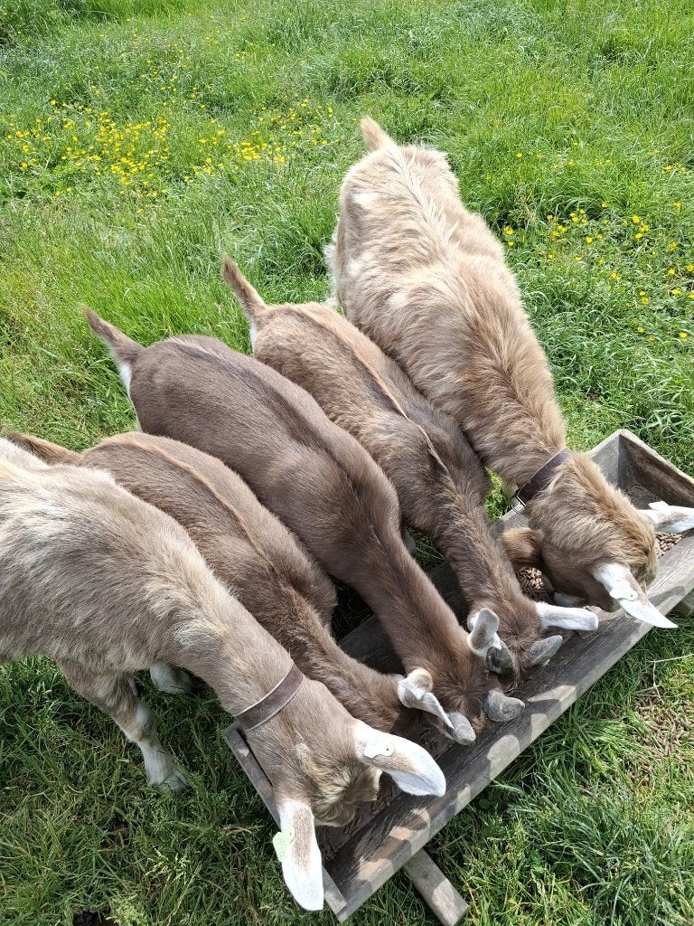 geit/bok, Mannelijk, Geit, 0 tot 2 jaar