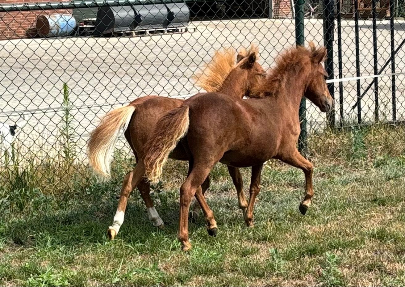 Amerikaanse miniatuur paardjes / AMHA, AMHR, NMPRS register, Niet van toepassing, A pony (tot 1.17m), Meerdere dieren, Gechipt