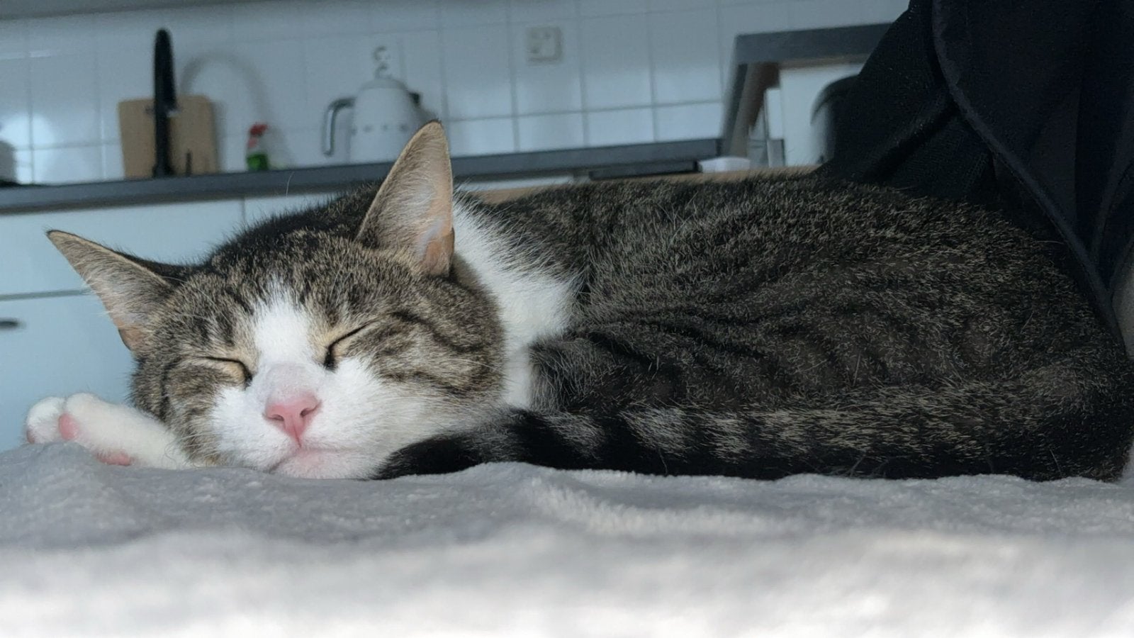 Kater Momo 3.5 jaar op zoek naar een leuke huisje