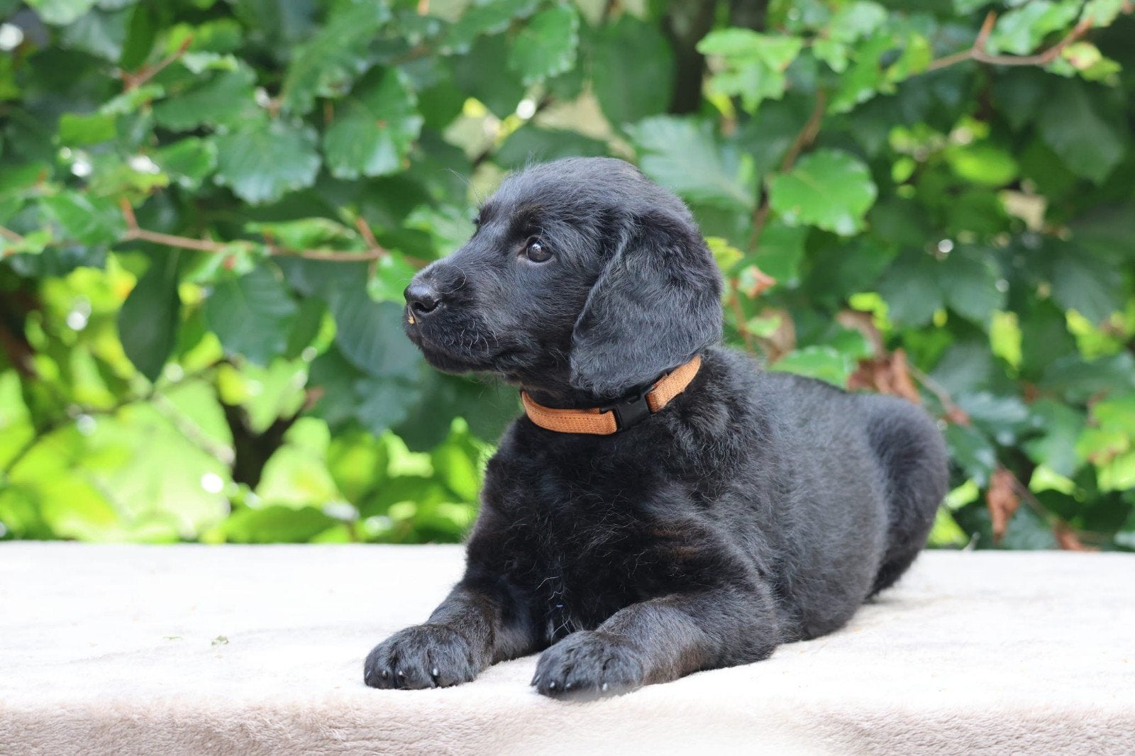 reu en teef labradoodle pups beschikbaar, Dieren en Toebehoren, CDV (hondenziekte), 8 tot 15 weken, Meerdere, Meerdere dieren