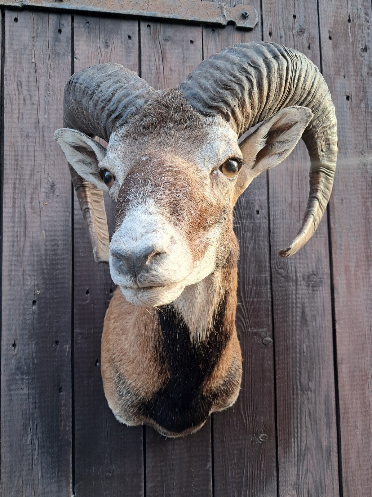 Prachtige opgezette kop van een Moeflon (Ram), Verzamelen, Ophalen of Verzenden, Gebruikt, Wild dier, Opgezet dier