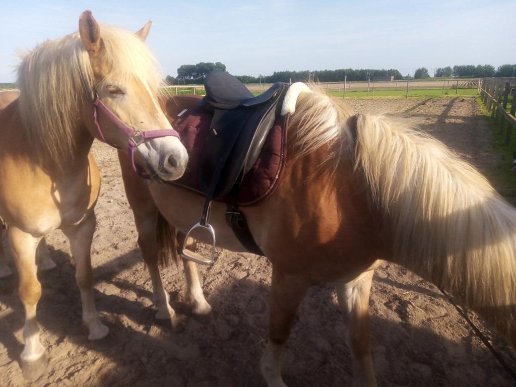 Te koop haflinger merries menpony, Dieren en Toebehoren, Paarden en Pony's | Dekhengsten en Fokmerries, Merrie