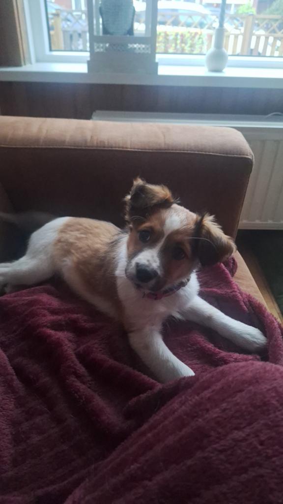 Nieuw huisje Nederlandse kooikerhond, 8 tot 15 weken, Teef, Parvo, Eén hond