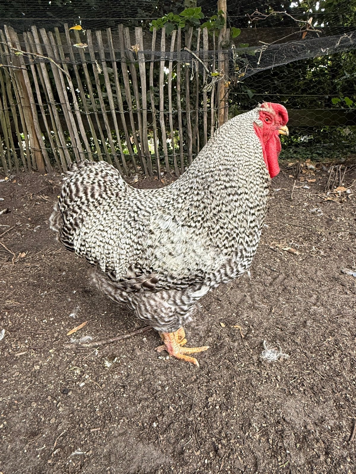 Wyandotte haan | februari 2025, Dieren en Toebehoren, Pluimvee, Mannelijk, Kip
