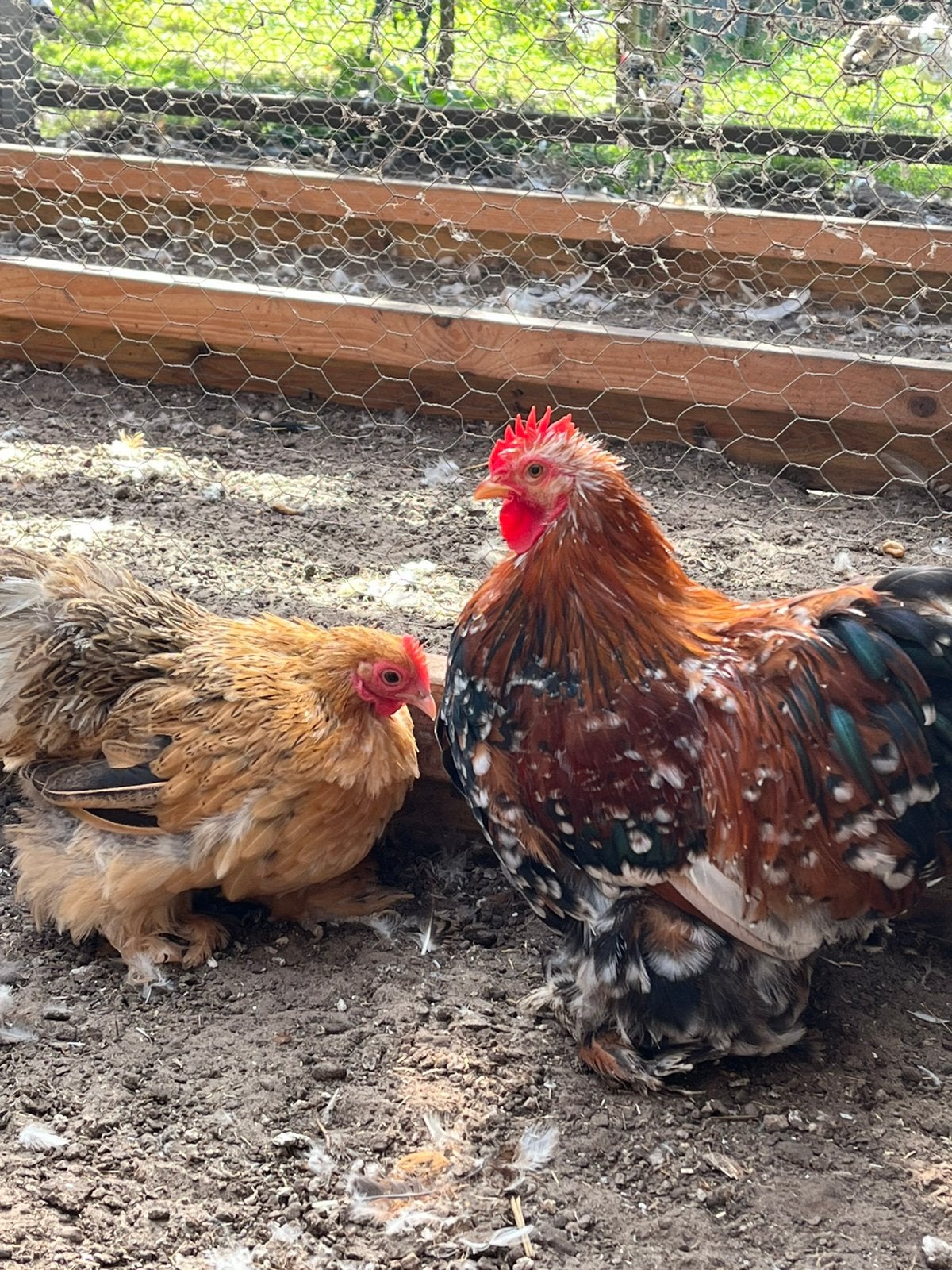 Cochin kriel, Dieren en Toebehoren, Meerdere dieren, Kip