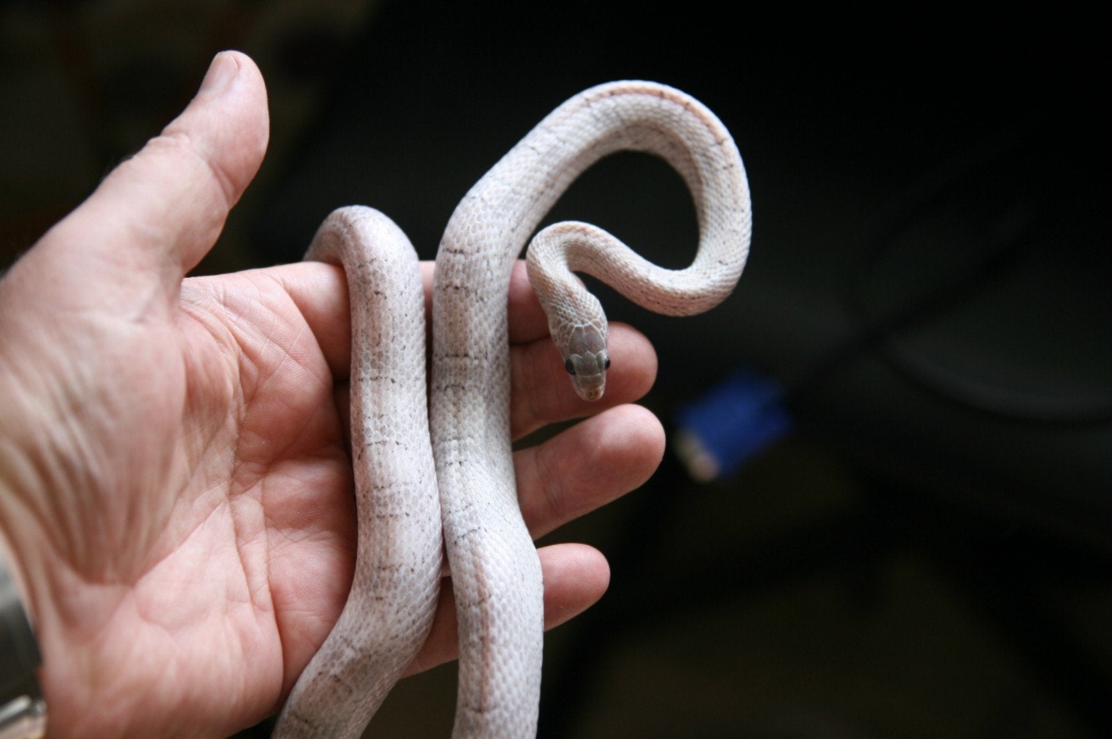 Korenslangen Corn Snake photo 6