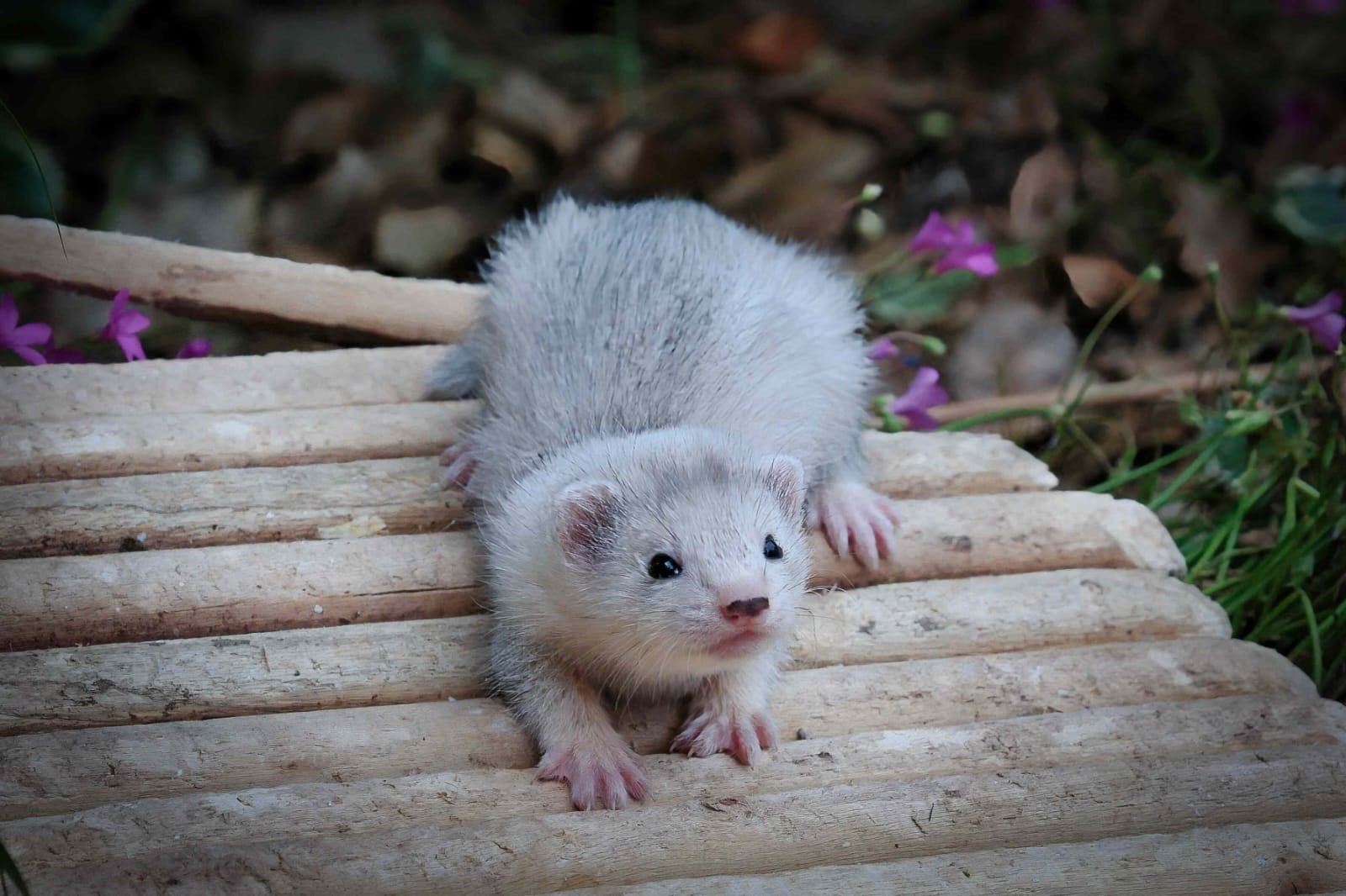 Frettenpups beschikbaar (België), Dieren en Toebehoren, Fret, April, Meerdere dieren, Tam