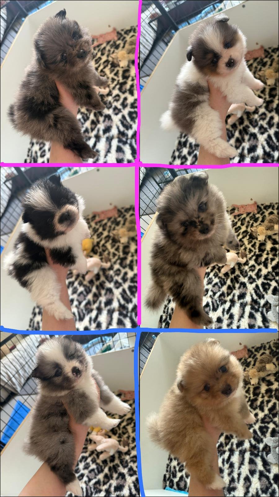 Dwergkeeshond pups x Pomeranian Merle & bonte puppy’s, Dieren en Toebehoren, Honden | Poolhonden, Keeshonden en Oertypen, Parvo