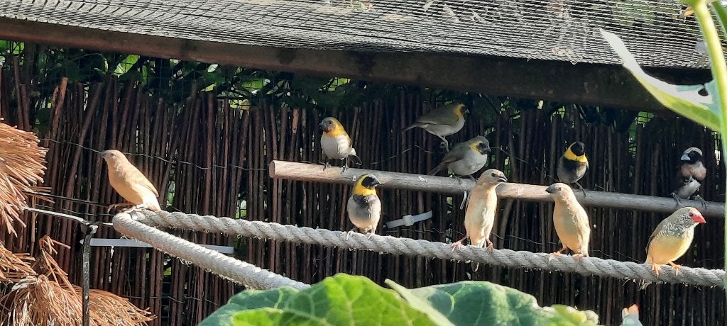Cubavinken, 2 onverwante koppels., Dieren en Toebehoren, Vogels | Overige Vogels, Meerdere dieren, Tropenvogel