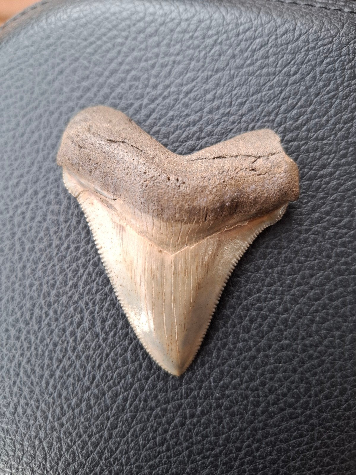 Peace river otodus chubutensis megalodon tand, Verzamelen, Mineralen en Fossielen, Ophalen of Verzenden, Fossiel