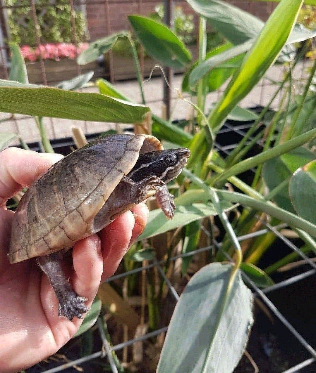 Trio !! Muskusschildpadden kleinblijvende muskus schildpadde, Schildpad, Met terrarium