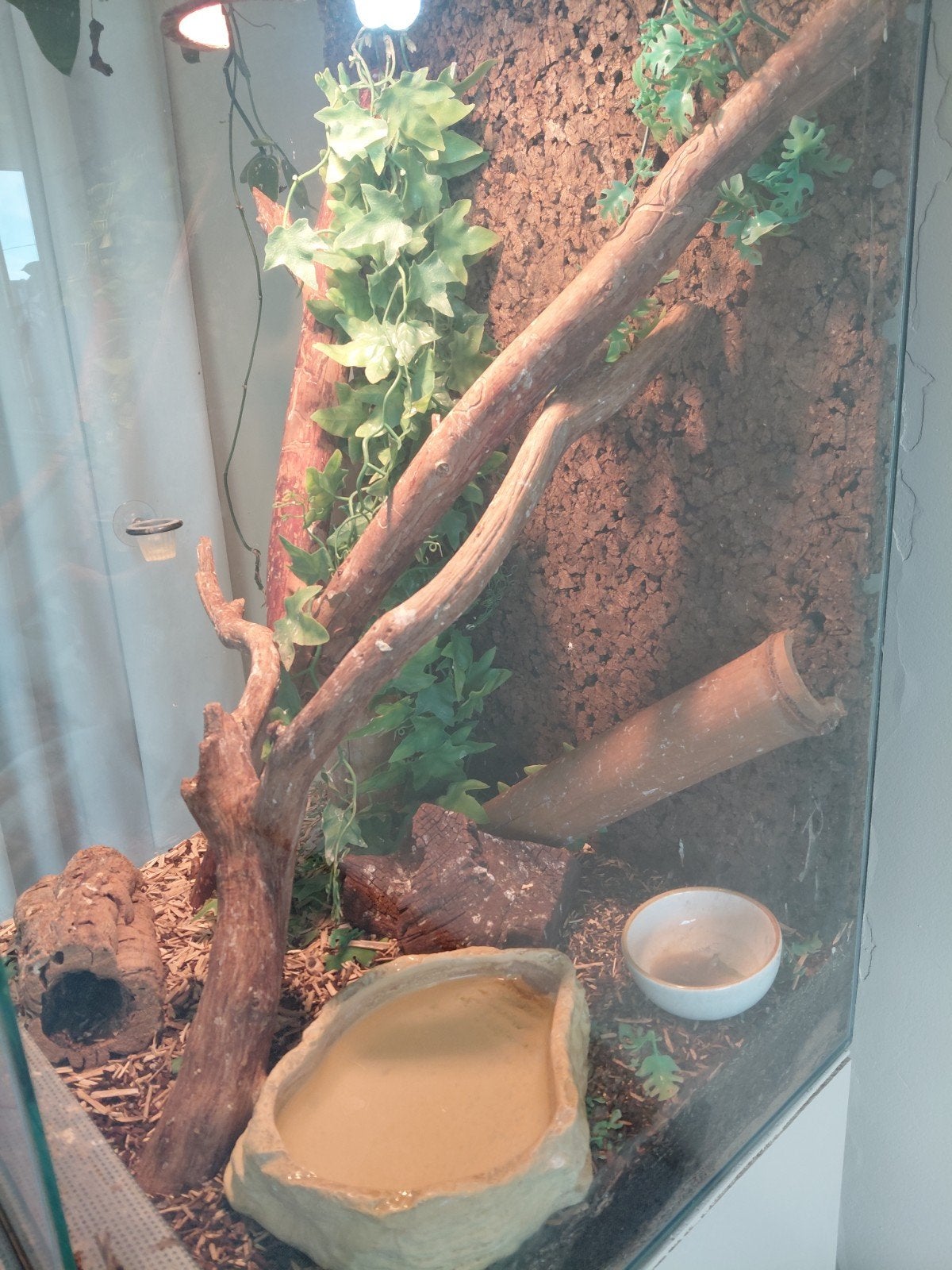goed tehuis gezocht paartje wimpergekko's met terrarium, Dieren en Toebehoren, Ophalen