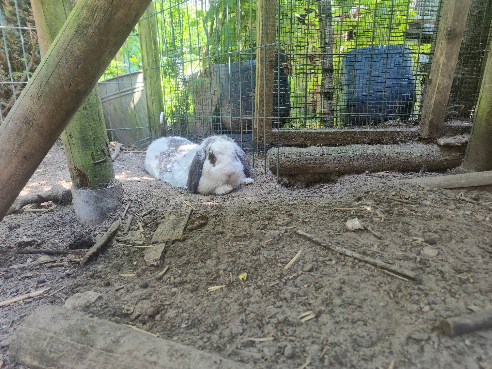 Lieve Franse hangoor rammelaar te koop, Dieren en Toebehoren, Konijnen, Mannelijk, Groot, Hangoor