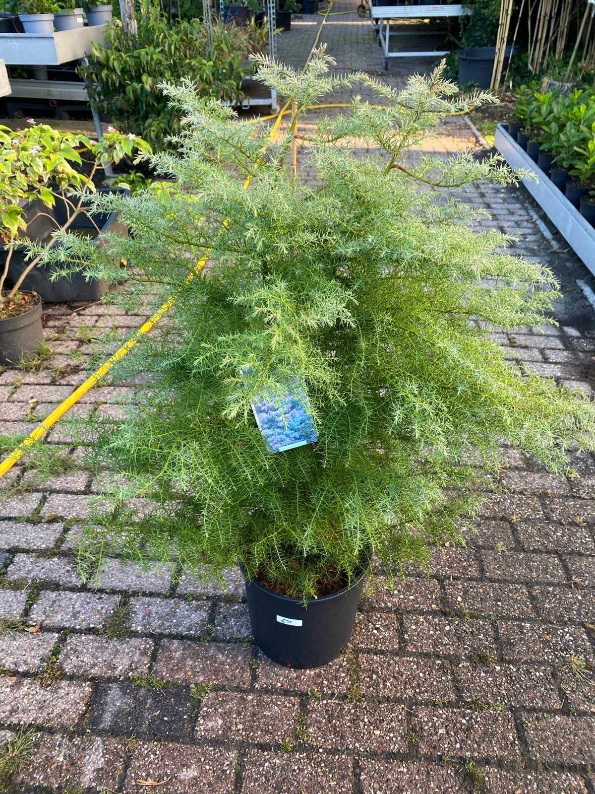 Cryptomeria Japonica 'Elegans' - Japanse ceder, Volle zon, Vaste plant, Bloeit niet, Ophalen