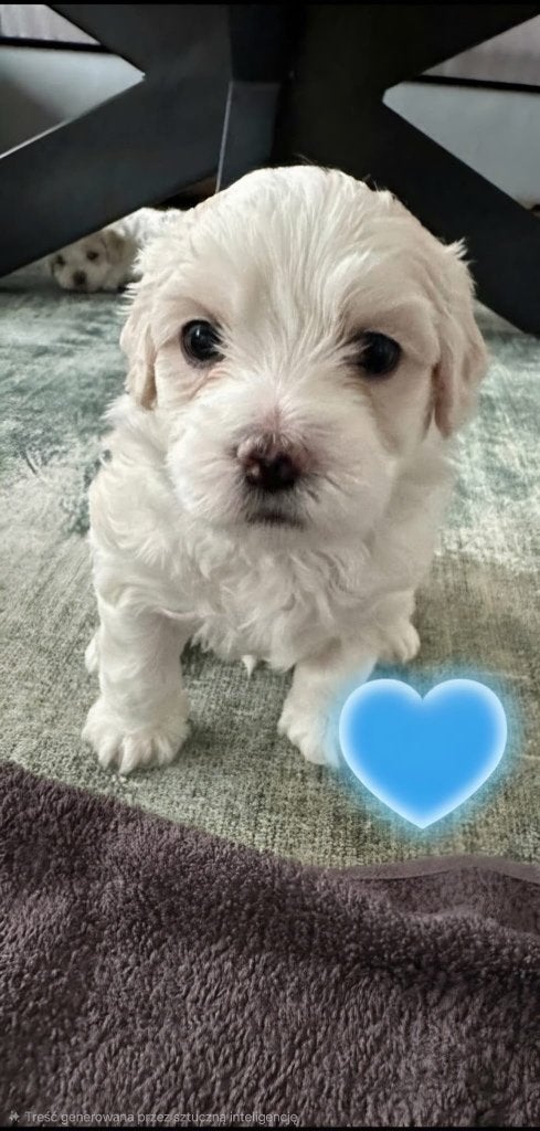 Maltipoo pups te koop, Dieren en Toebehoren, Overige rassen, 8 tot 15 weken, Meerdere, Meerdere dieren