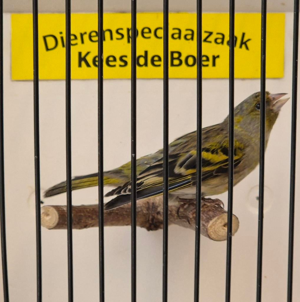 Bastaard zwartkopsijs x timbrado, Dieren en Toebehoren, Mannelijk, Geringd