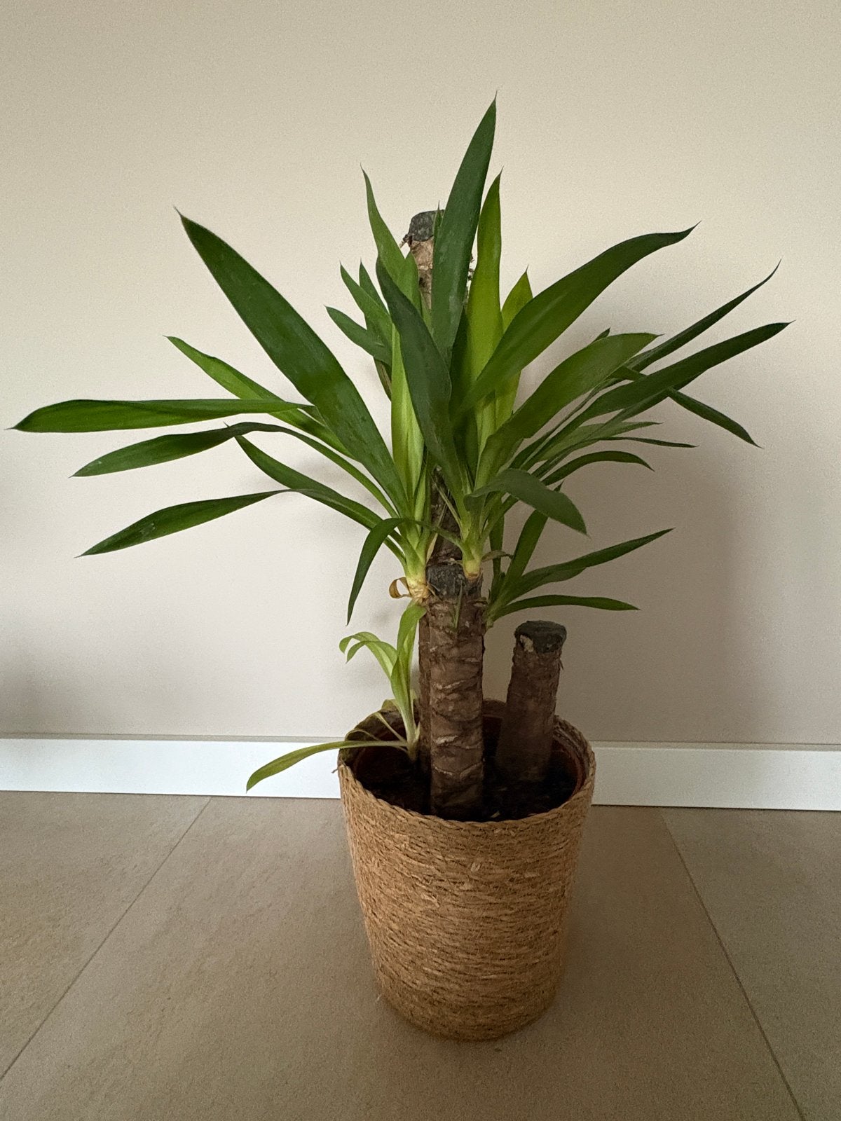 Yucca (70 cm hoogte) plant in pot, Ophalen, In pot, Minder dan 100 cm, Yucca