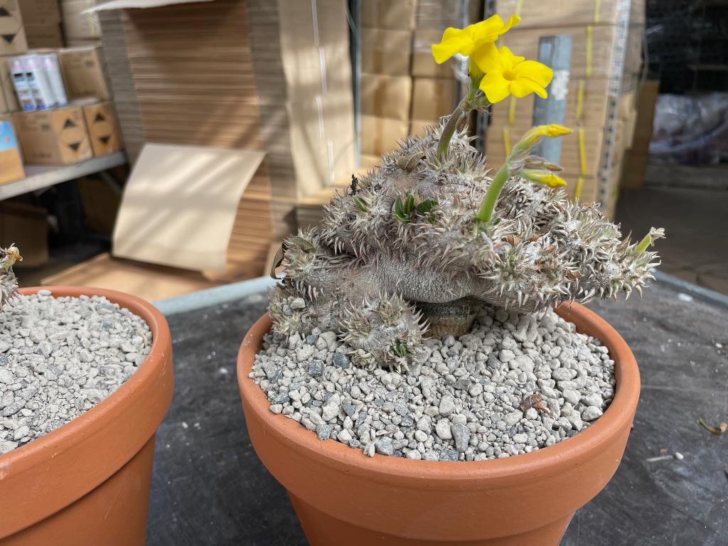 Caudex Pachypodium Brevicaule van oorsprong Madagaskar, Huis en Inrichting, Kamerplanten, Overige soorten, Ophalen of Verzenden