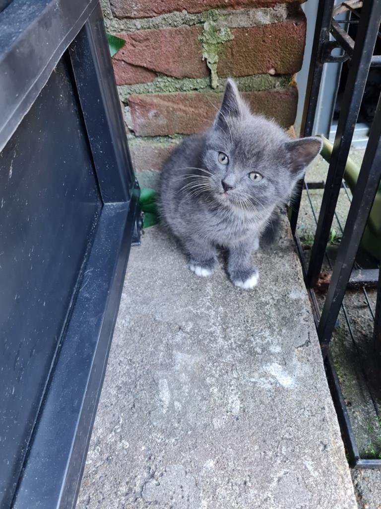 Kittenss grijs mannetje 2 manden uod, Ophalen of Verzenden