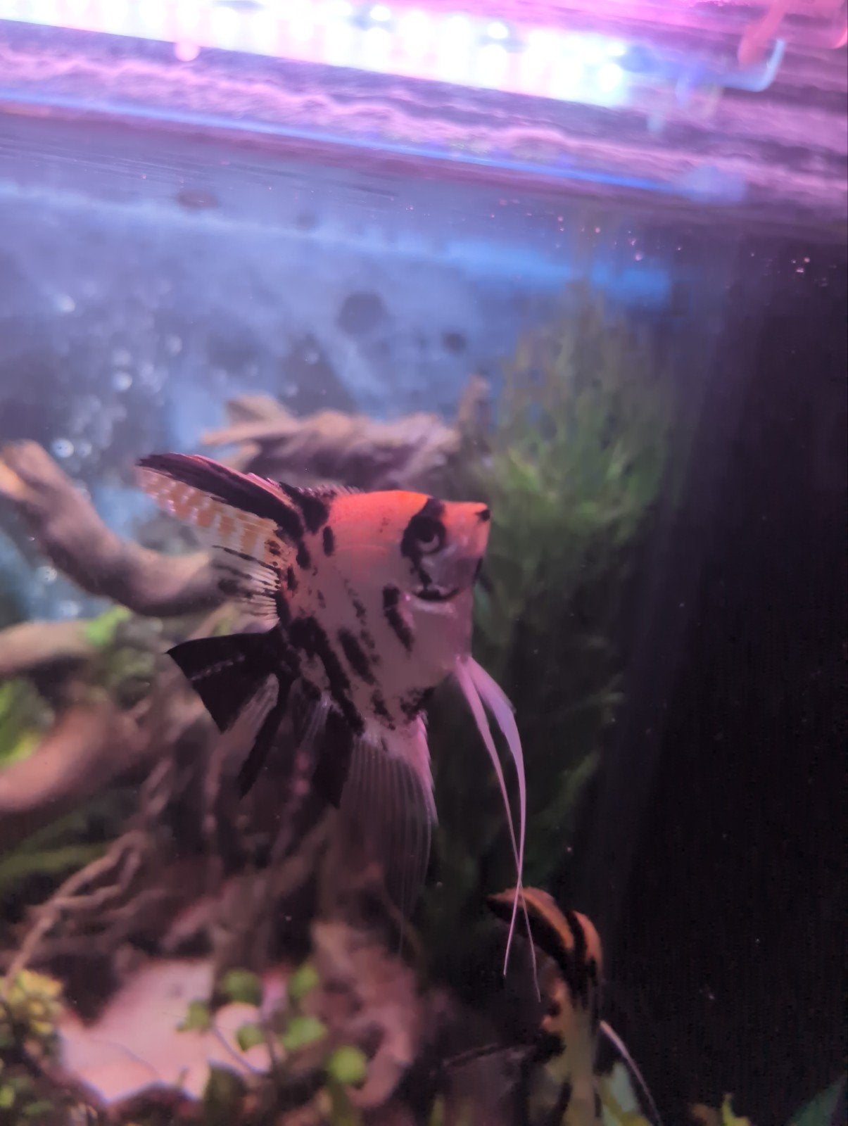4 maanvissen, Dieren en Toebehoren, Vissen | Aquariumvissen, Vis