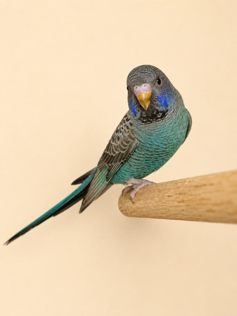Blackface/blackwing BFBW vrouw, Dieren en Toebehoren, Vogels | Parkieten en Papegaaien, Vrouwelijk, Parkiet
