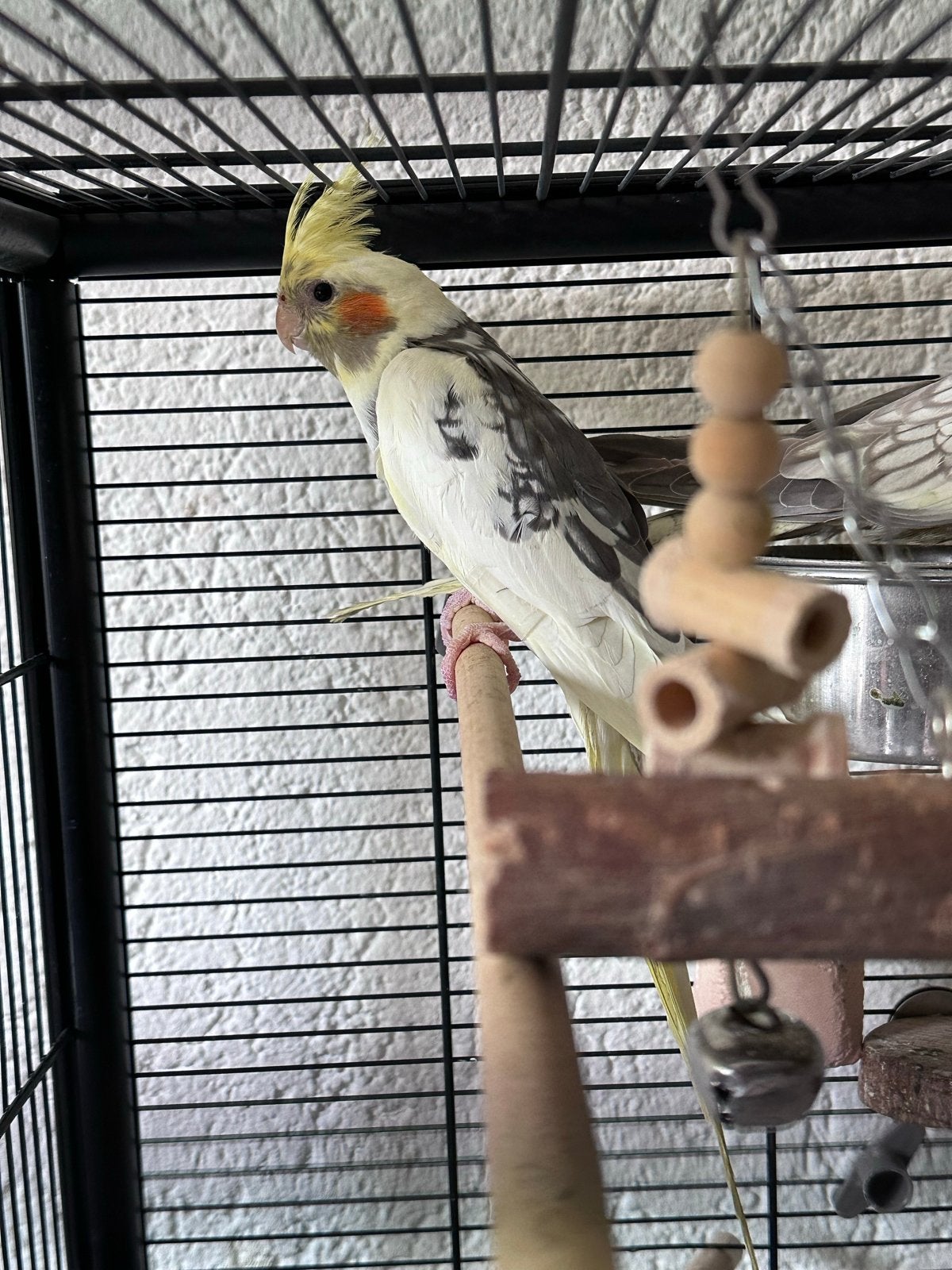 Mooi koppel Valkparkiet 12week oud, Meerdere dieren, Parkiet